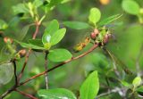 Rhododendron sichotense. Побеги и созревающие плоды. Приморский край, Ольгинский р-н, зал. Владимира, бухта Средняя, опушка дубового леса на границе с зарослями ерника (Betula ovalifolia). 07.07.2022.