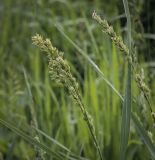 Dactylis glomerata