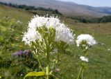 Valeriana alliariifolia. Соцветия. Адыгея, Кавказский биосферный заповедник, Азишский перевал, ≈ 2000 м н.у.м., субальпийский луг. 31.08.2019.