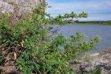 Caragana arborescens. Плодоносящее растение. Алтайский край, Змеиногорский р-н, восточный берег оз. Колыванское, каменистый берег. 28.06.2021.