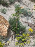 Sorbus torminalis. Отцветшее растение в сообществе с Hedysarum tauricum, Euphorbia petrophila и Alyssum). Краснодарский край, м/о Анапа, окр. пос. Супсех, приморский обрывисто-осыпной склон. 27.05.2023.