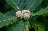 Quercus crispula