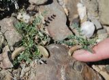 Astragalus guttatus. Плодоносящие растения. Крым, Южный берег, гора Меганом. 07.05.2011.