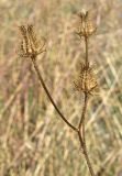 Crepis setosa