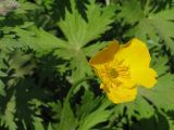 Trollius riederianus