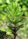 Myriophyllum sibiricum