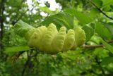 Corylus mandshurica. Лист с галлом и яйцами златоглазки (внизу и слева). Хабаровский край, Ванинский р-н, с. Кенада. 02.08.2011.