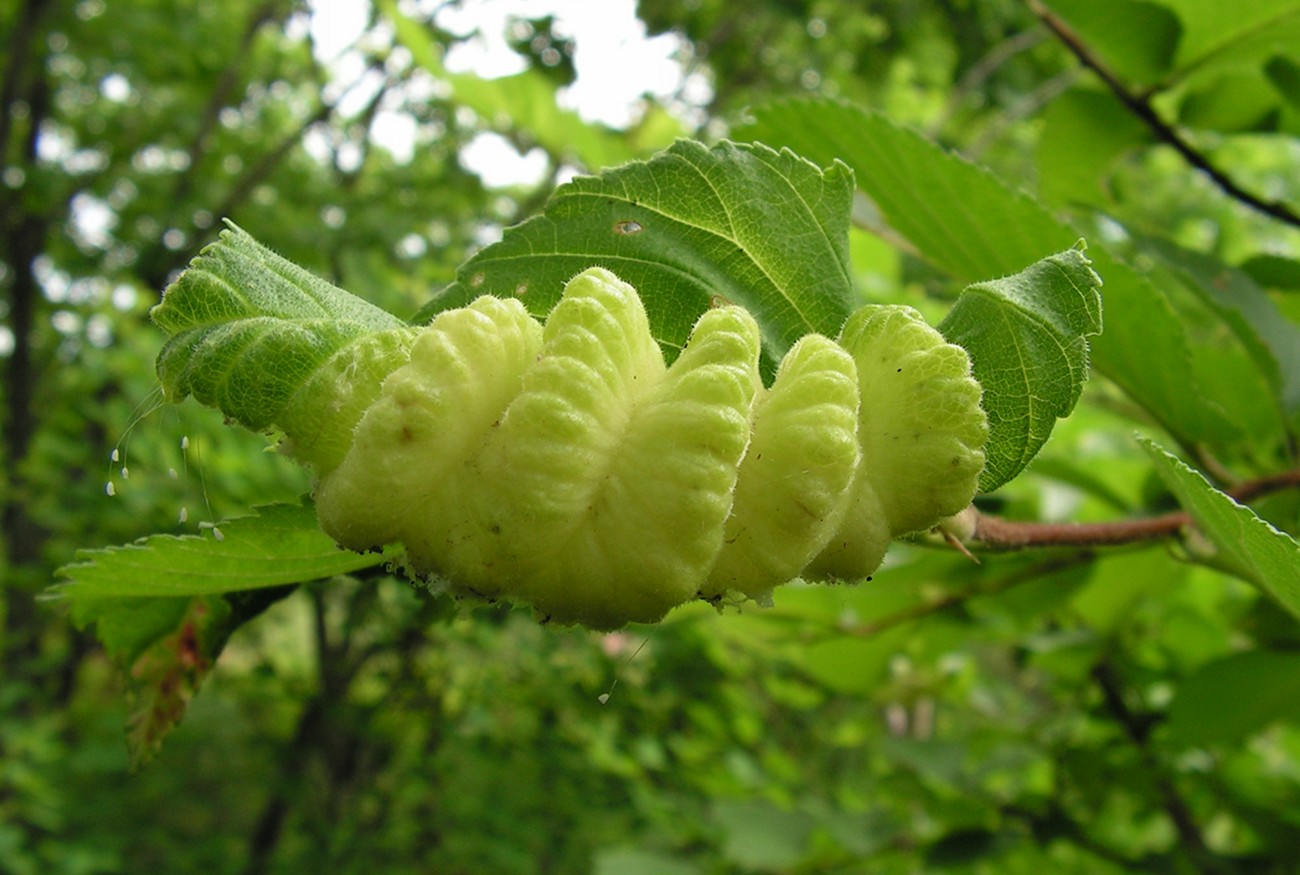 Изображение особи Corylus mandshurica.