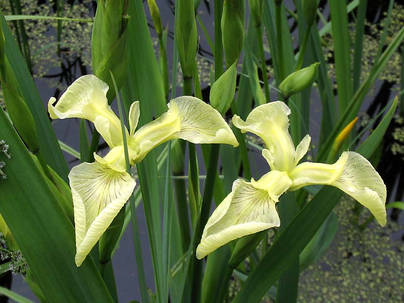 Изображение особи Iris pseudacorus.