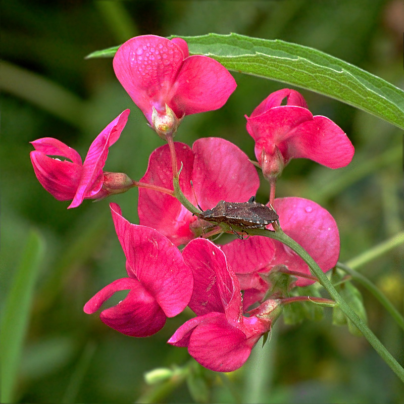 Изображение особи Lathyrus tuberosus.