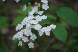 Deutzia parviflora. Соцветие. Москва, Главный ботанический сад. 14.06.2008.