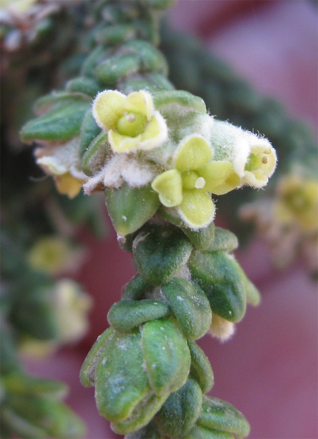 Image of Thymelaea hirsuta specimen.