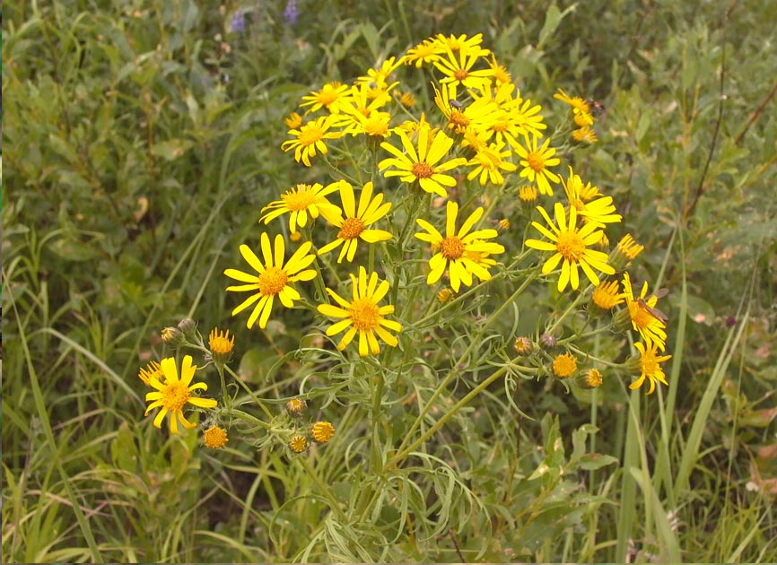 Image of Senecio erucifolius specimen.