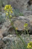 Sisymbrium brassiciforme