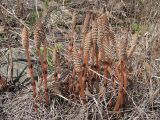 Equisetum arvense. Спороносные побеги. Приморский край, Спасский р-н, с. Хвалынка. 07.05.2013.