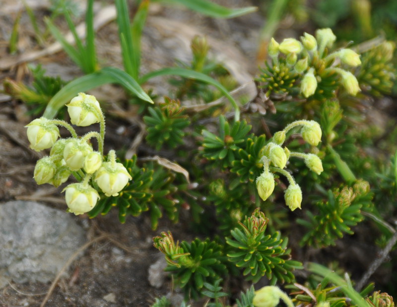 Изображение особи Phyllodoce aleutica.