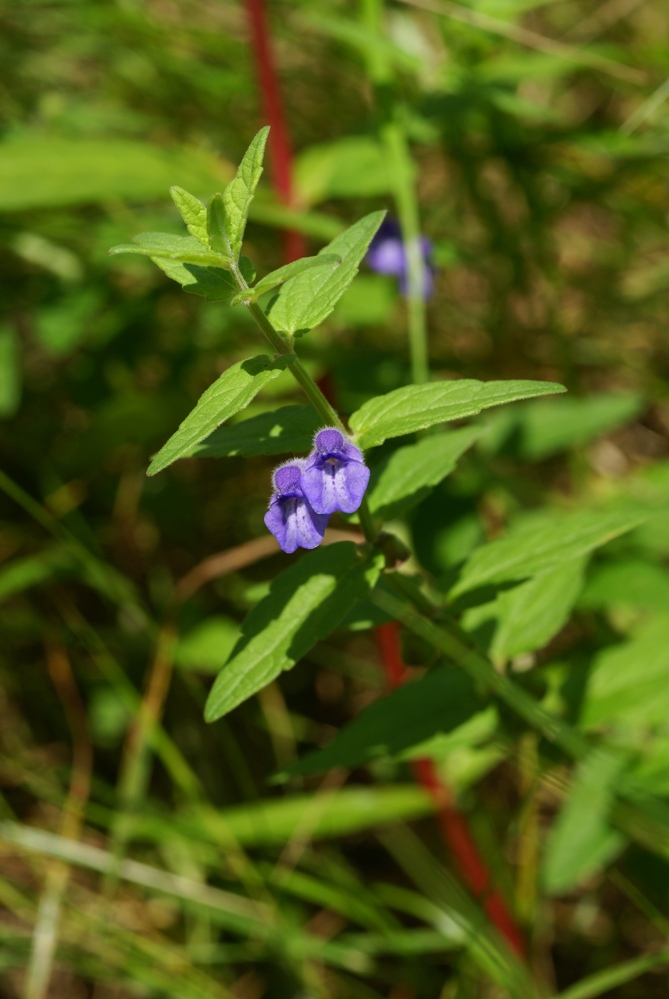 Изображение особи Scutellaria tuminensis.