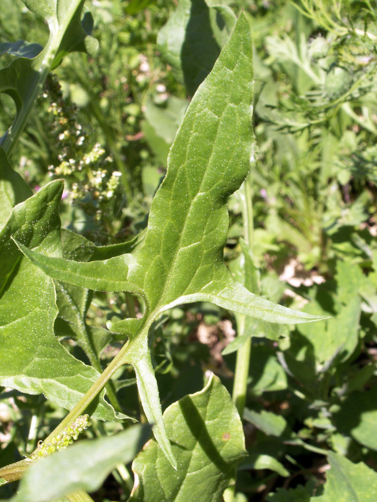 Изображение особи Spinacia turkestanica.