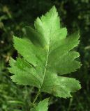 Crataegus rhipidophylla. Лист (вид сверху). Белгородская обл., Губкинский р-н, запов. \"Белогорье\", \"Ямская степь\". 16 июня 2009 г.