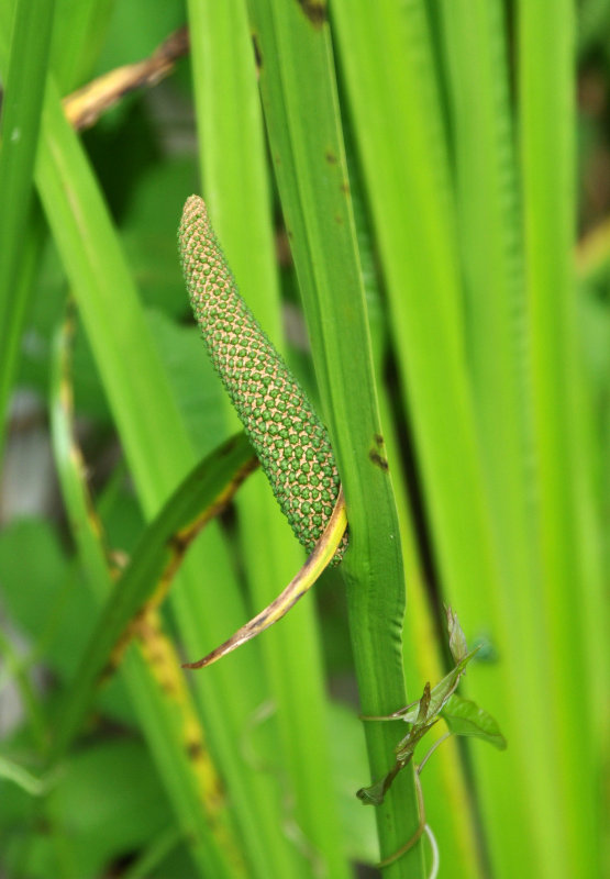 Изображение особи Acorus calamus.