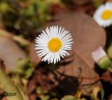 Erigeron karvinskianus