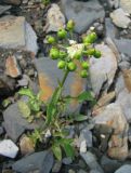 Rorippa barbareifolia