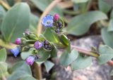 Mertensia maritima