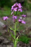 Hesperis pycnotricha. Верхушка цветущего растения. Окр. Архангельска, свалка. 13.06.2014.