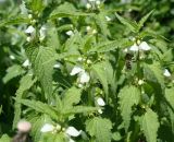 Lamium album