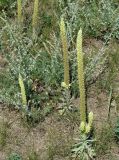 Orostachys spinosa. Цветущие растения. Иркутская обл., Иркутский р-н, окр. дер. Жердовка, степь на вершине холма. 14.08.2015.