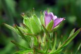 Geranium dissectum. Соцветие. Республика Адыгея, г. Майкоп, восточная окраина города, луг. 01.05.2016.