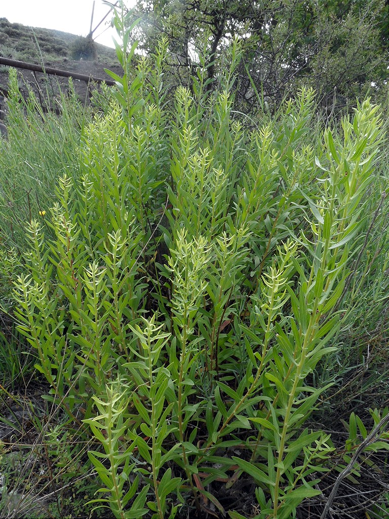 Изображение особи Galatella dracunculoides.