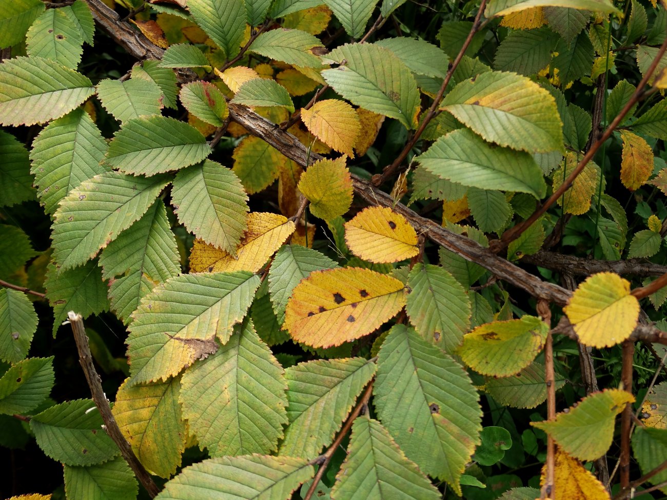 Изображение особи Ulmus japonica.