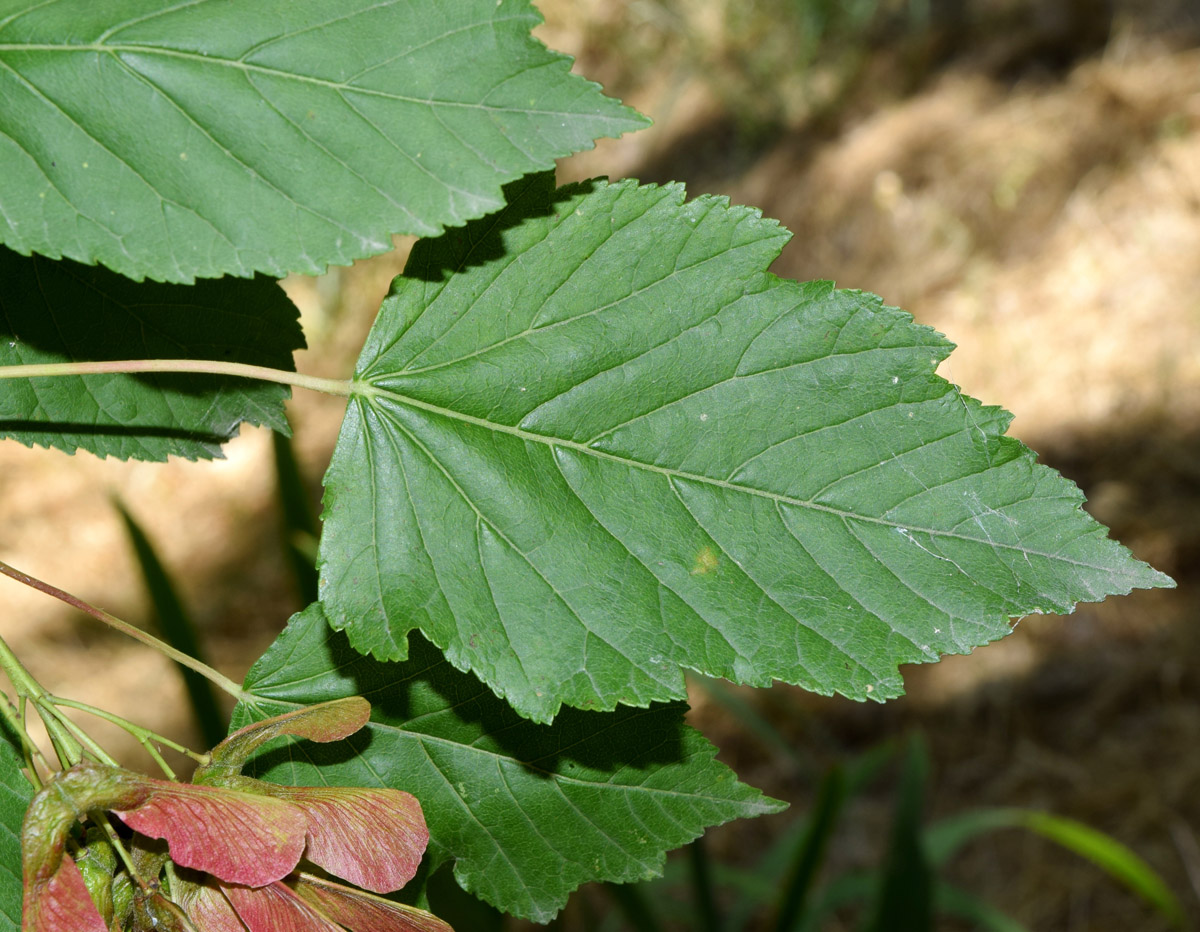 Изображение особи Acer tataricum.