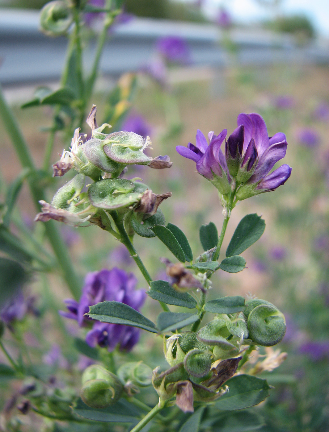 Изображение особи Medicago &times; varia.