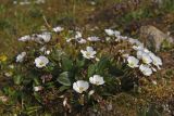 Claytonia joanneana