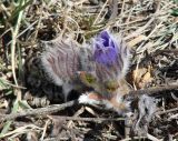 Pulsatilla turczaninovii