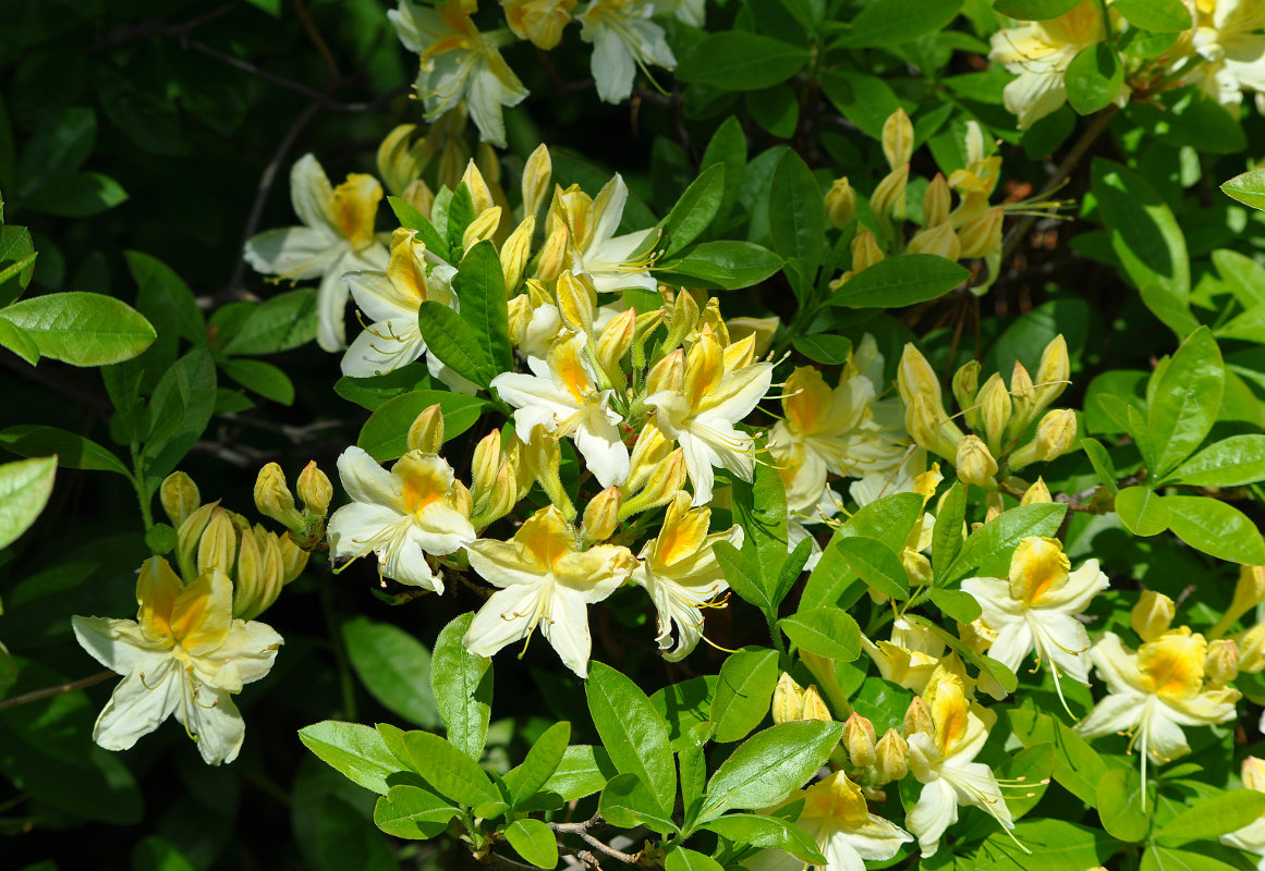 Изображение особи Rhododendron occidentale.