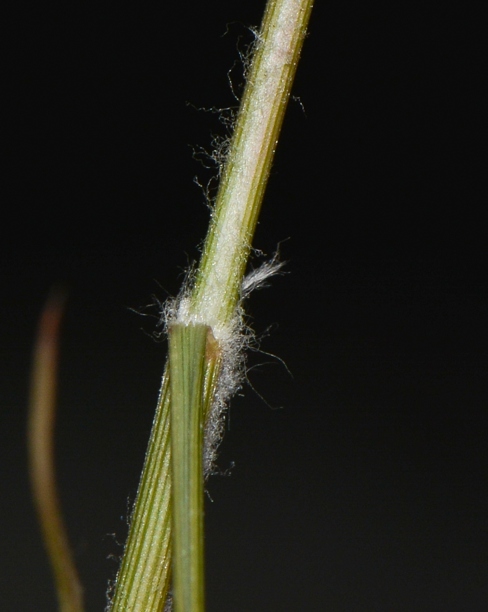 Изображение особи Stipagrostis plumosa.