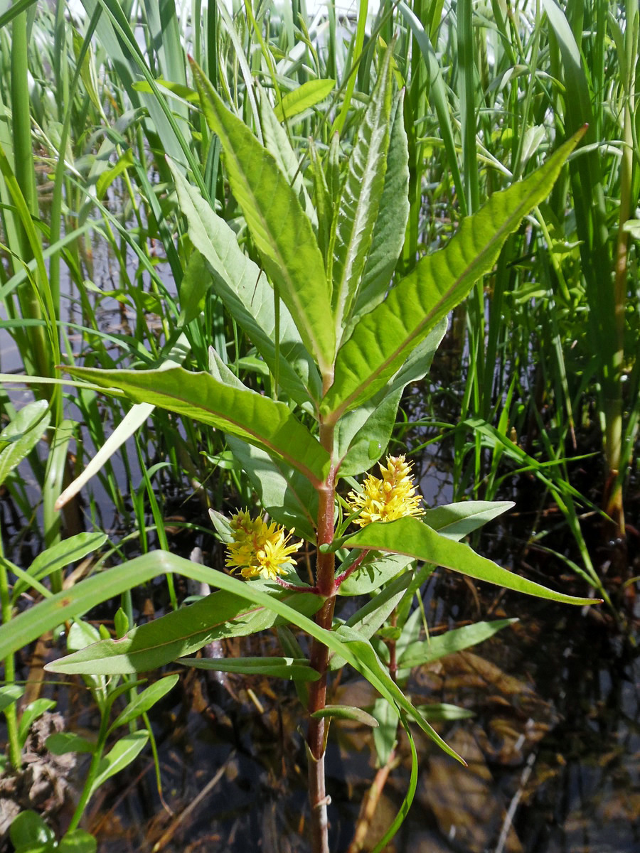 Изображение особи Naumburgia thyrsiflora.