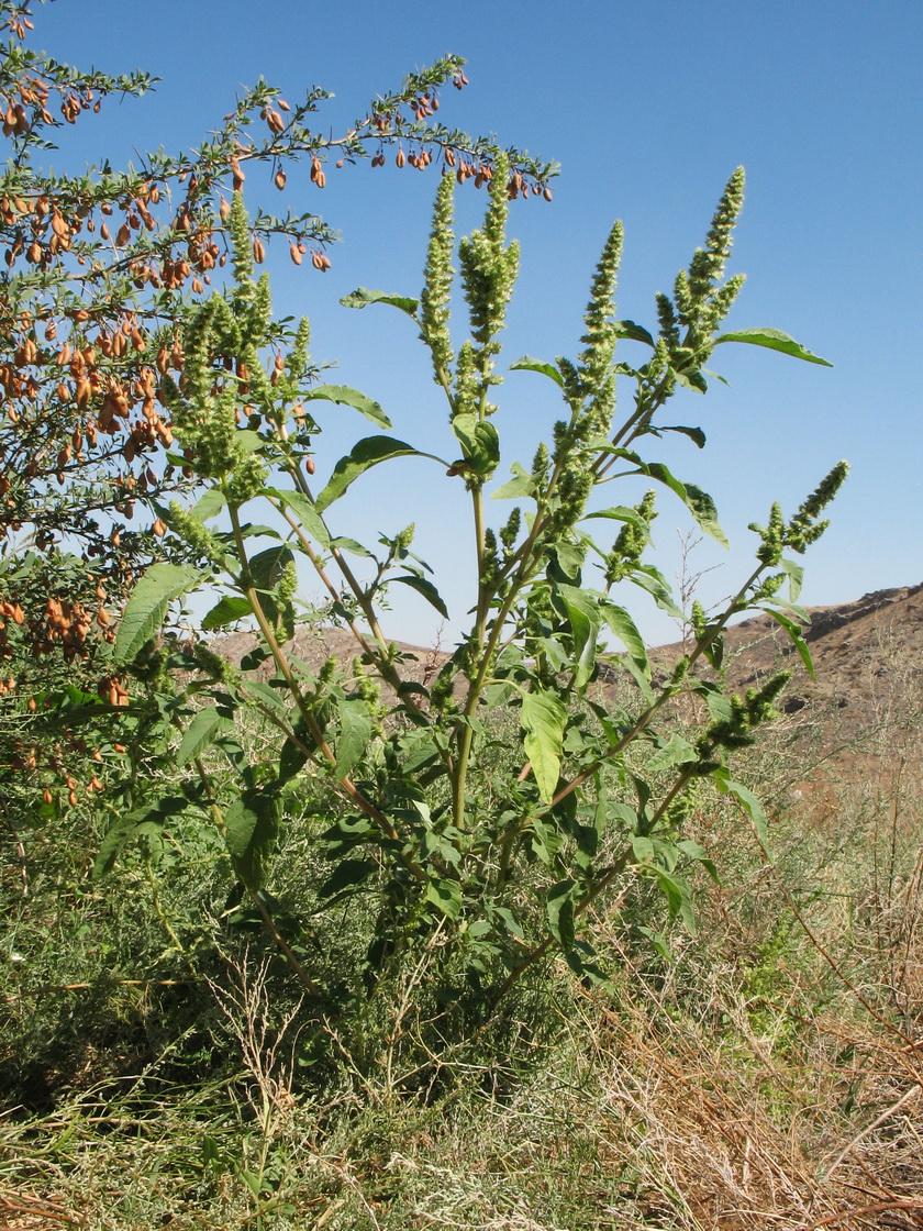 Изображение особи Amaranthus retroflexus.