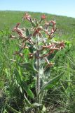 Hesperis tristis. Цветущее растение. Крым, Керченский п-ов, степь в окр. с. Бондаренково. 1 мая 2010 г.