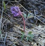 Corydalis solida