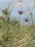 Astragalus arbuscula