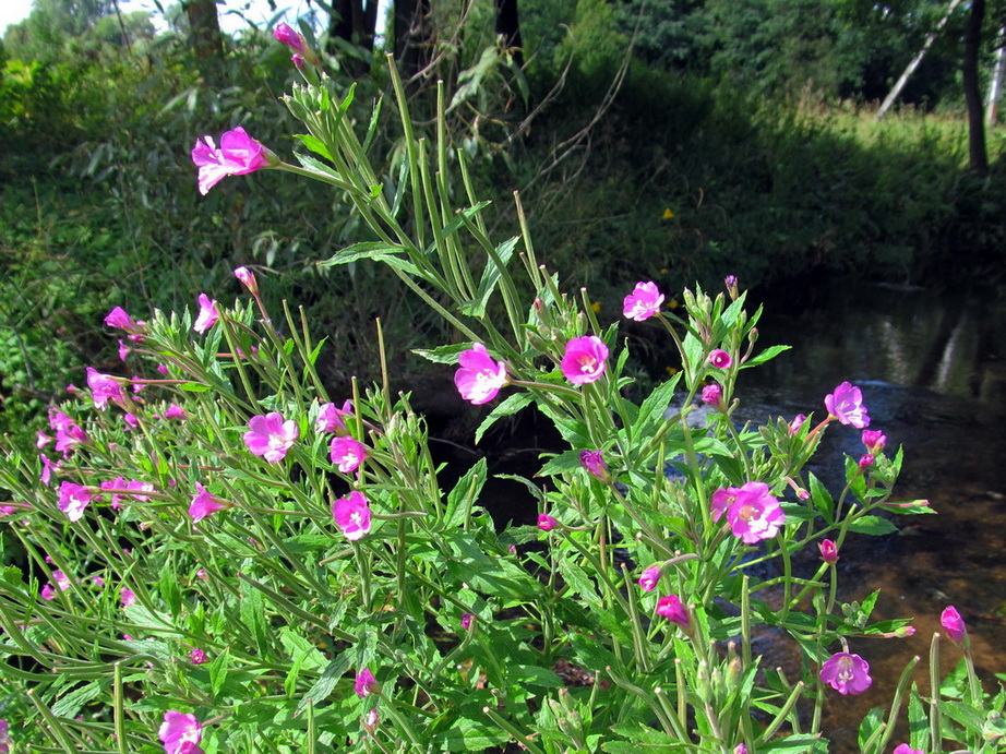 Изображение особи Epilobium hirsutum.