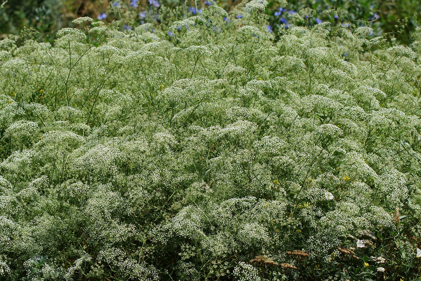 Изображение особи Falcaria vulgaris.