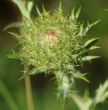 Carlina intermedia