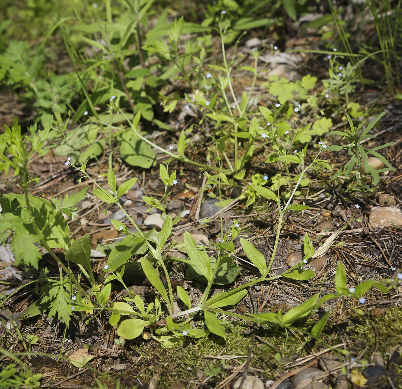 Изображение особи Myosotis sparsiflora.