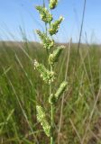 Beckmannia eruciformis. Нижняя часть соцветия. Крым, Керченский п-ов, Приазовье, Караларская степь, луговина между засолённой степью и руслом сероводородного ручья. 29 мая 2018 г.