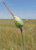 Allium regelianum